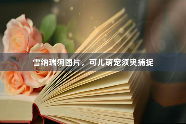 雪纳瑞狗图片，可儿萌宠须臾捕捉
